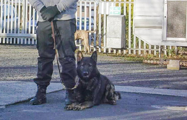 Dog Handler