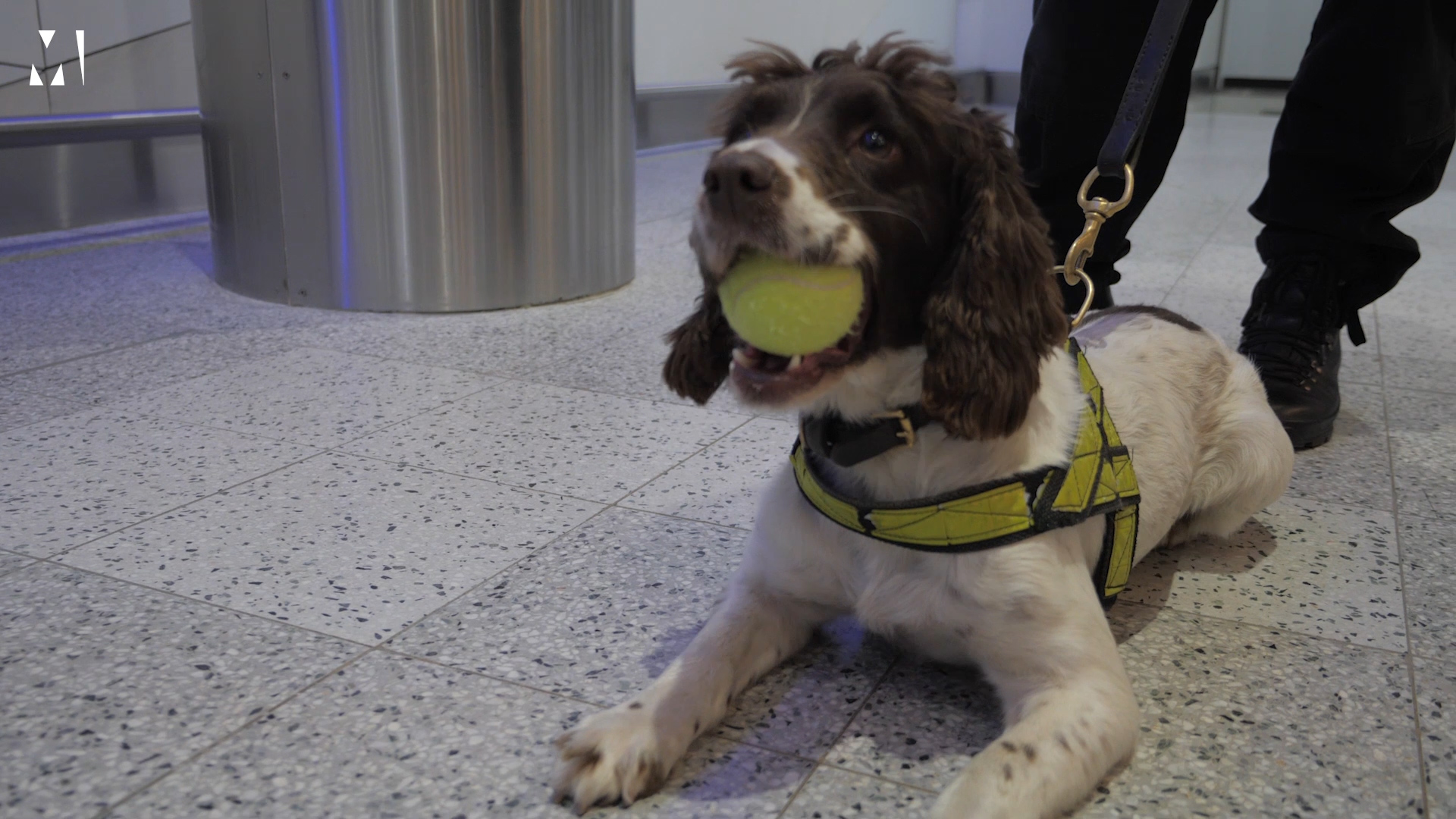 Lola, a small liver and white springer spaniel sits on the airport floor wearing a high visability neon yellow harness with a leash attached and holding a tennis ball in her mouth.