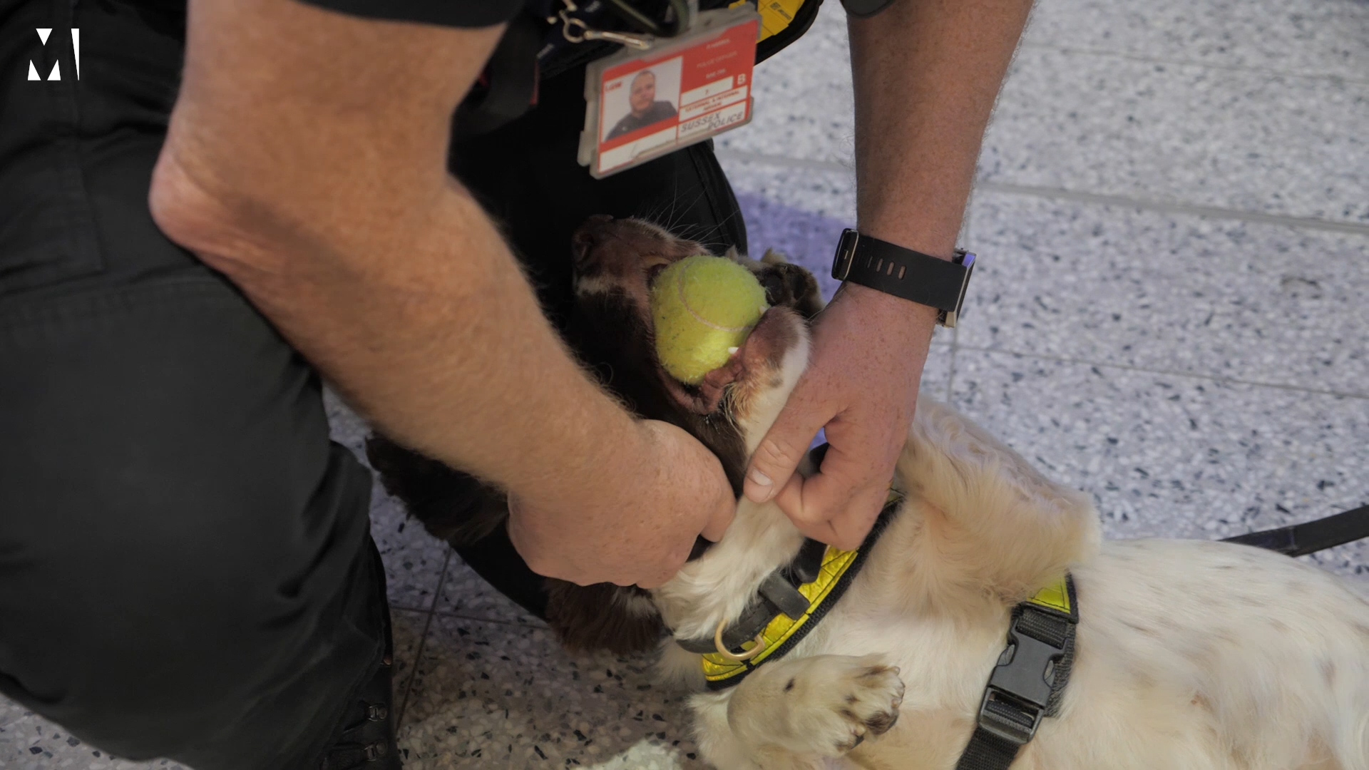 Lola lies on her back on the floor of the airport holding a tennis ball in her mouth. She has just given a positive indication during a drill and PC Luke is rewarding her with attention and a game with her tennis ball